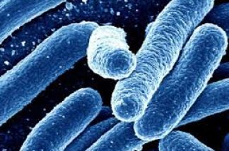 Bacillus Coagulans