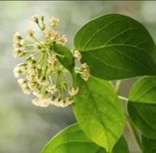 Gymnema-Sylvestre.webp