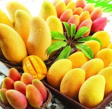 african-mango-seed-extract-476.webp