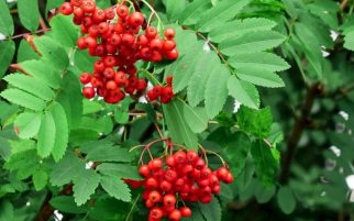 european-mountain-ash-aucuparia-3269316-hero-800d737db08245948d2483f607a150cf-scaled-1.jpg