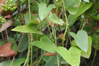 mg-04.webp