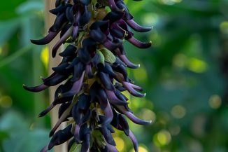 mucuna-pruriens