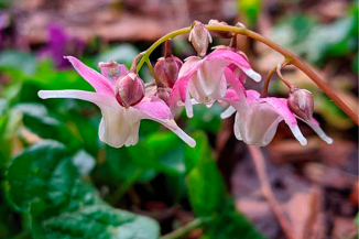 mucuna-pruriens_0003_Camada-1