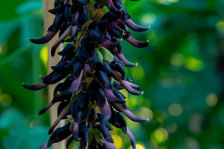 mucuna-pruriens_0004_Plano-de-Fundo