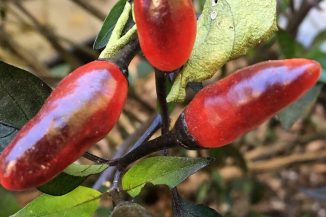 royal_pequin_innovation_acre_pepper_tyler_farms_seeds_and_plants__34820
